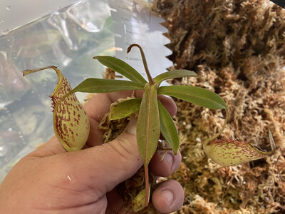 Nepenthes spectabilis x mira BE-3181