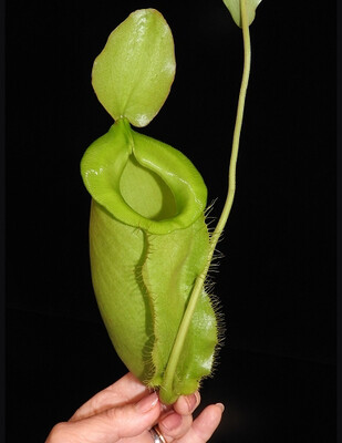 Nepenthes spathulata x ampullaria BE-4050