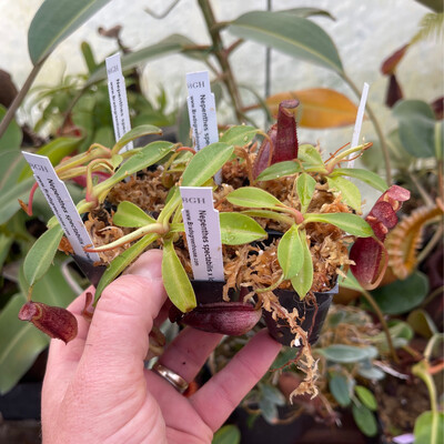 Nepenthes spectabilis x lowii BE-4524