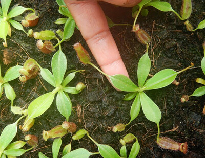 Nepenthes sibuyanensis x lowii BE-4504