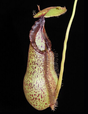 Nepenthes hamata X robcantleyi BE-3755 Large!