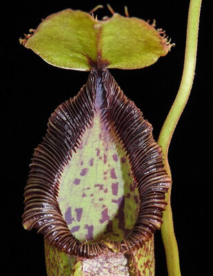 Nepenthes hamata X robcantleyi BE-3755 Large! 