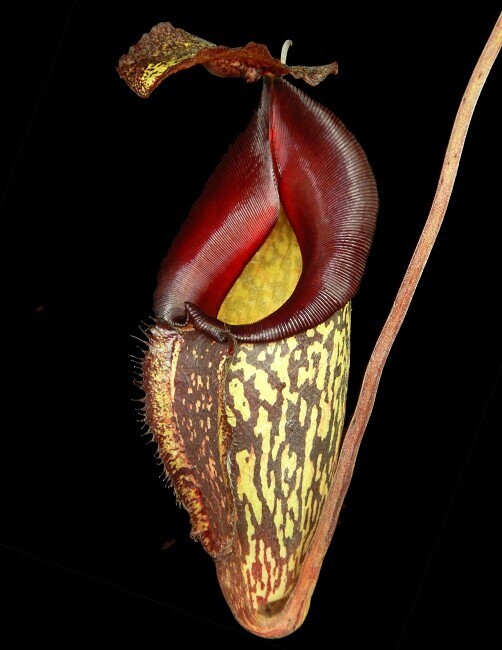 Nepenthes Lady Pauline