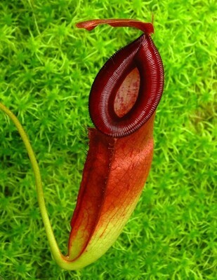 N. (ampullaria x ‘Viking’) x dubia  BE-3694