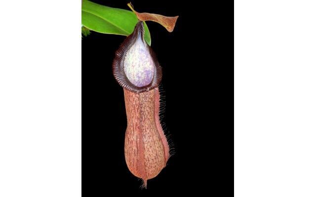 Nepenthes hamata ‘Tambusisi’ x truncata ‘Pasian’ 