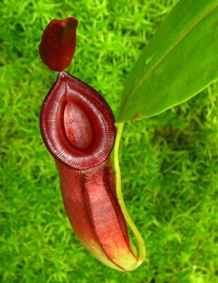 N. (ampullaria x ‘Viking’) x dubia  BE-3694