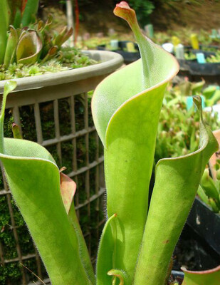 Heliamphora tatei BE-3252 - Juvenile pitchers