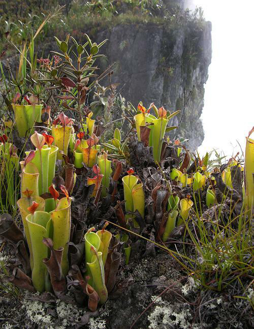 Heliamphora tatei BE-3252 - Juvenile pitchers