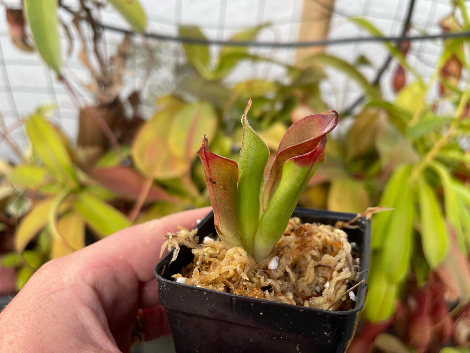 Heliamphora chimantensis Adult pitchers 