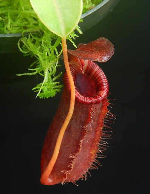 Nepenthes sibuyanensis x lowii BE-4504