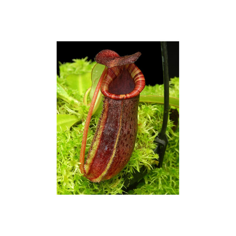 Nepenthes spectabilis x lowii BE-4524