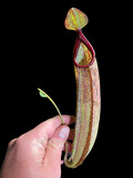 Nepenthes Species #1