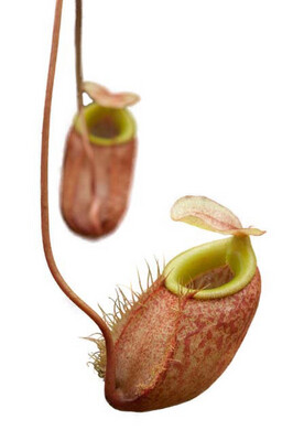Nepenthes bellii