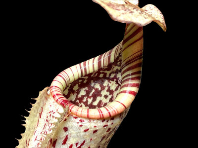 Nepenthes burbidgeae - Pig Hill, Mt. Kinabalu BE-3848 (Small)