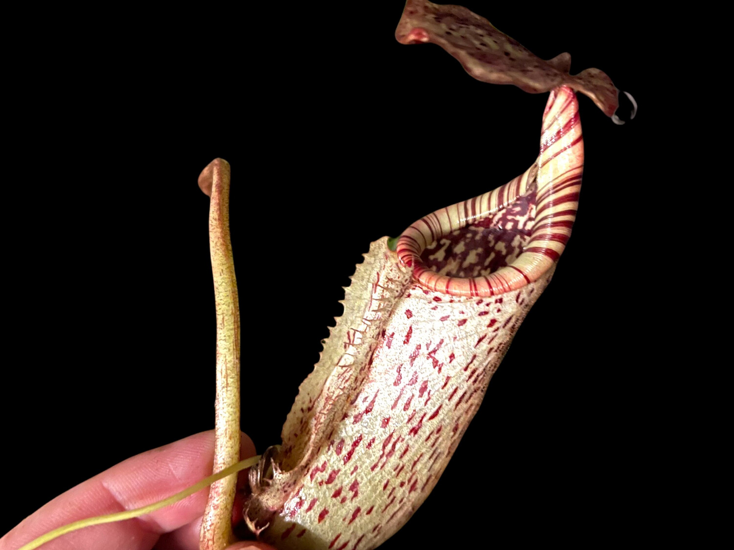 Nepenthes burbidgeae 'Pig hill'　食虫植物 Nepenthes burbidgeae 'Pig hill' 食虫植物 Nepenthes burbidgeae 'Pig