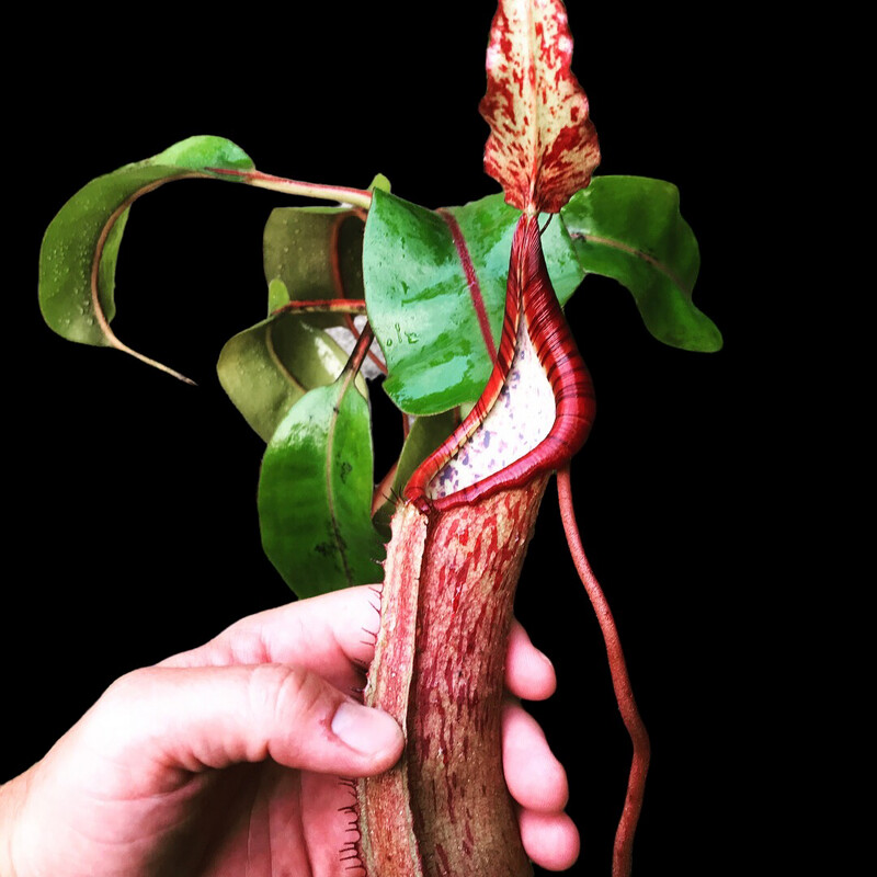 Nepenthes dactylifera (fusca Sarawak) BE-3070