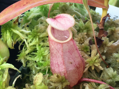 Nepenthes bellii