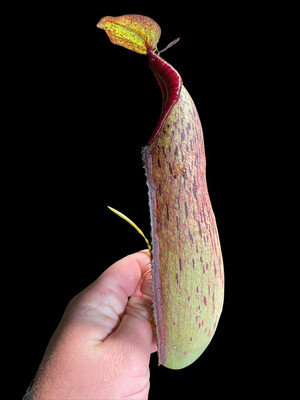 Nepenthes Species #1