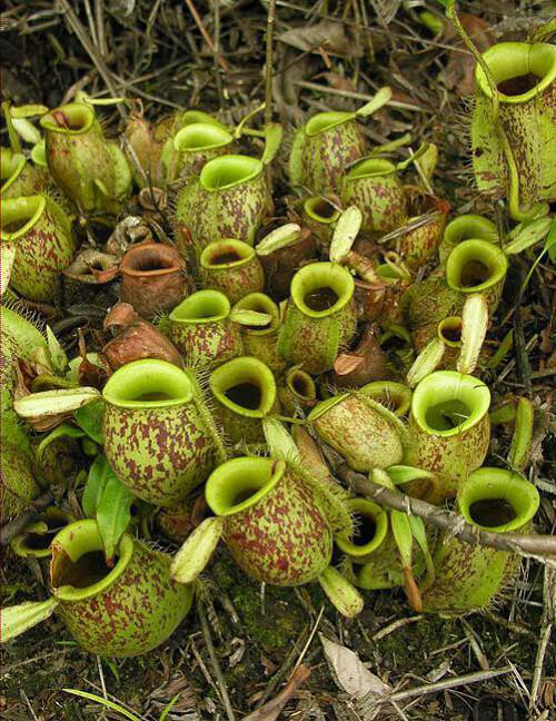 Nepenthes ampullaria ‘Brunei Red Speckled’ BE-3007