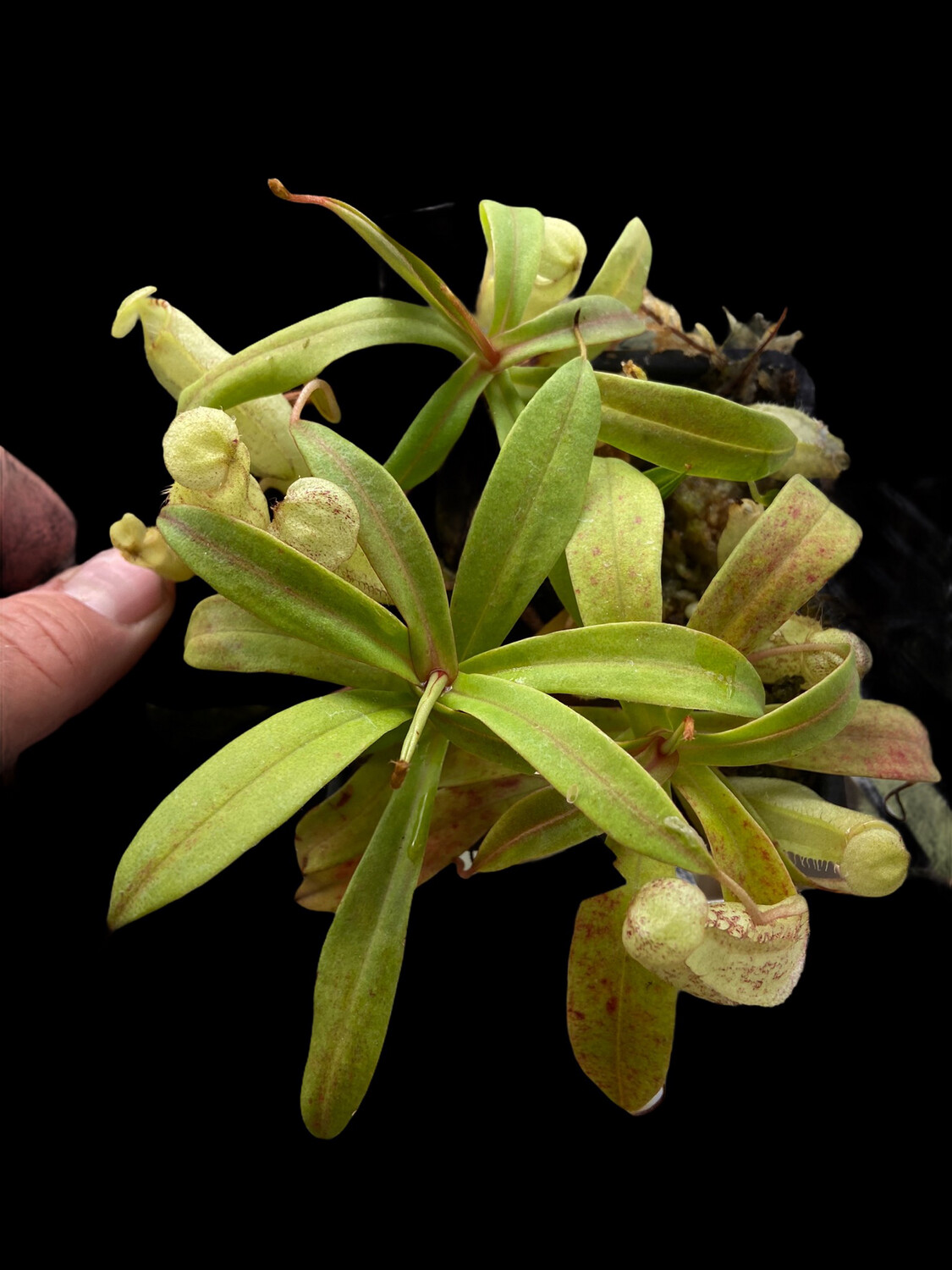 Nepenthes spectabilis - Sibuyatan Form BE-3177 (Small) 