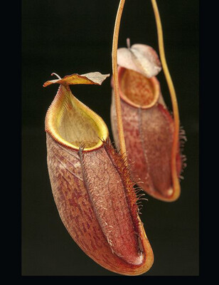 Nepenthes gymnamphora “Talakmau “ BE-4059 Stays Smaller! 