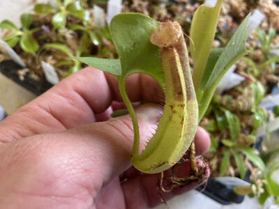 Nepenthes truncata BE-4001 Singapore Botanic Gardens.