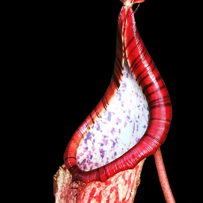 Nepenthes dactylifera (fusca Sarawak) BE-3070