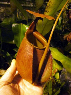 Nepenthes bicalcarata &quot;Sarawak Giant” BE- 3682 