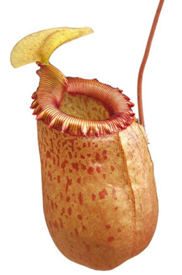 Nepenthes sibuyanensis BE-3164 - Large! 