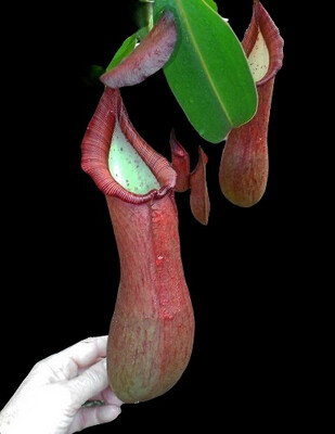 Nepenthes petiolata BE-3135 - Large