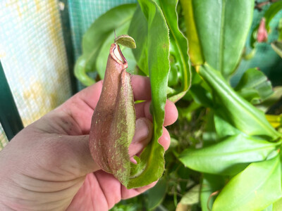 Nepenthes mirabilis “Winged”  BGH Red Clone 2