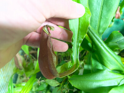 Nepenthes mirabilis “Winged”  BGH Red Clone 2