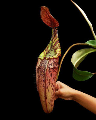 Nepenthes spectabilis x veitchii BE-3636 (medium)