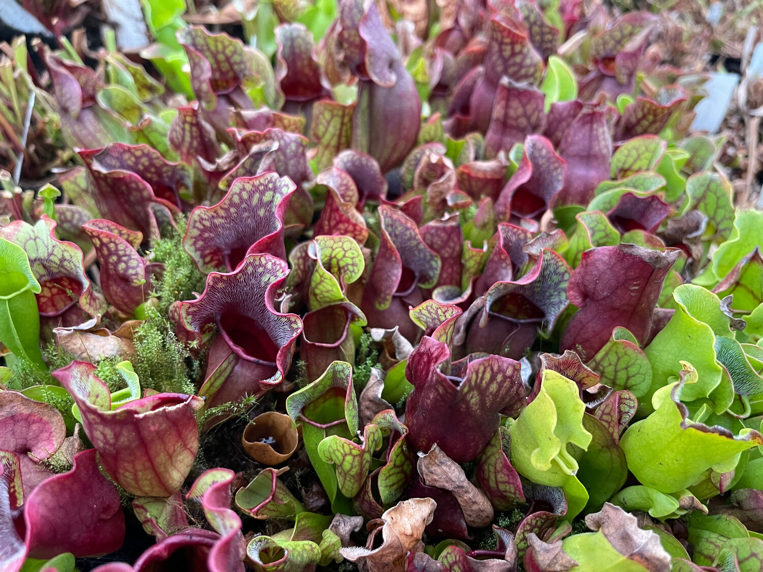 Sarracenia purpurea sub sp. purpurea (Medium) 