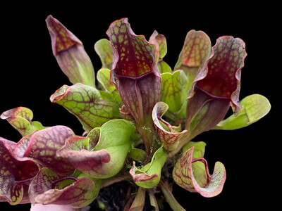 Sarracenia purpurea sub sp. purpurea (Medium) 