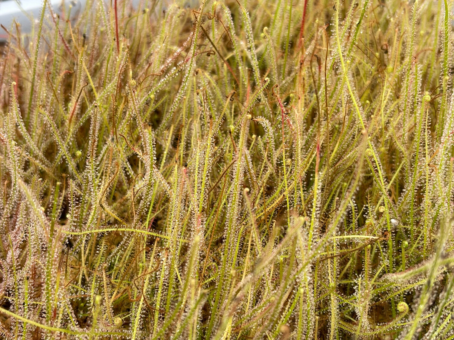 Drosera filiformis var. Tracyii