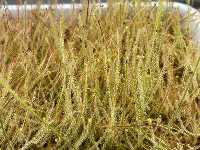 Drosera filiformis var. Tracyii