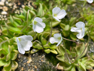 Pinguicula cv. BCP Crystal (Small)