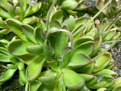 Pinguicula cv. BCP Crystal (Small)