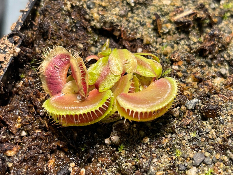 Dionaea muscipula GJ Hellcat (small)