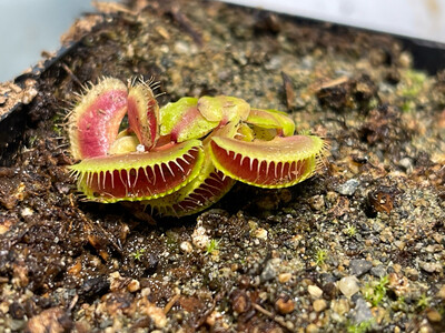 Dionaea muscipula GJ Hellcat (small)
