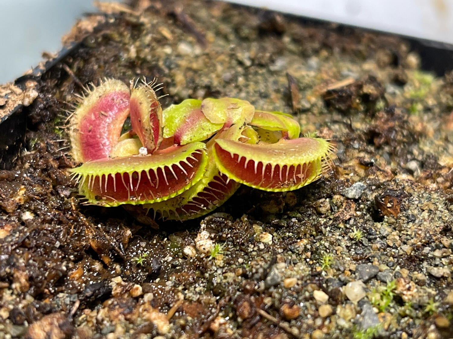 Dionaea muscipula GJ Hellcat (small)
