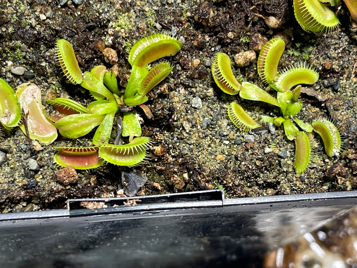 Dionaea muscipula GJ Hellcat (small)