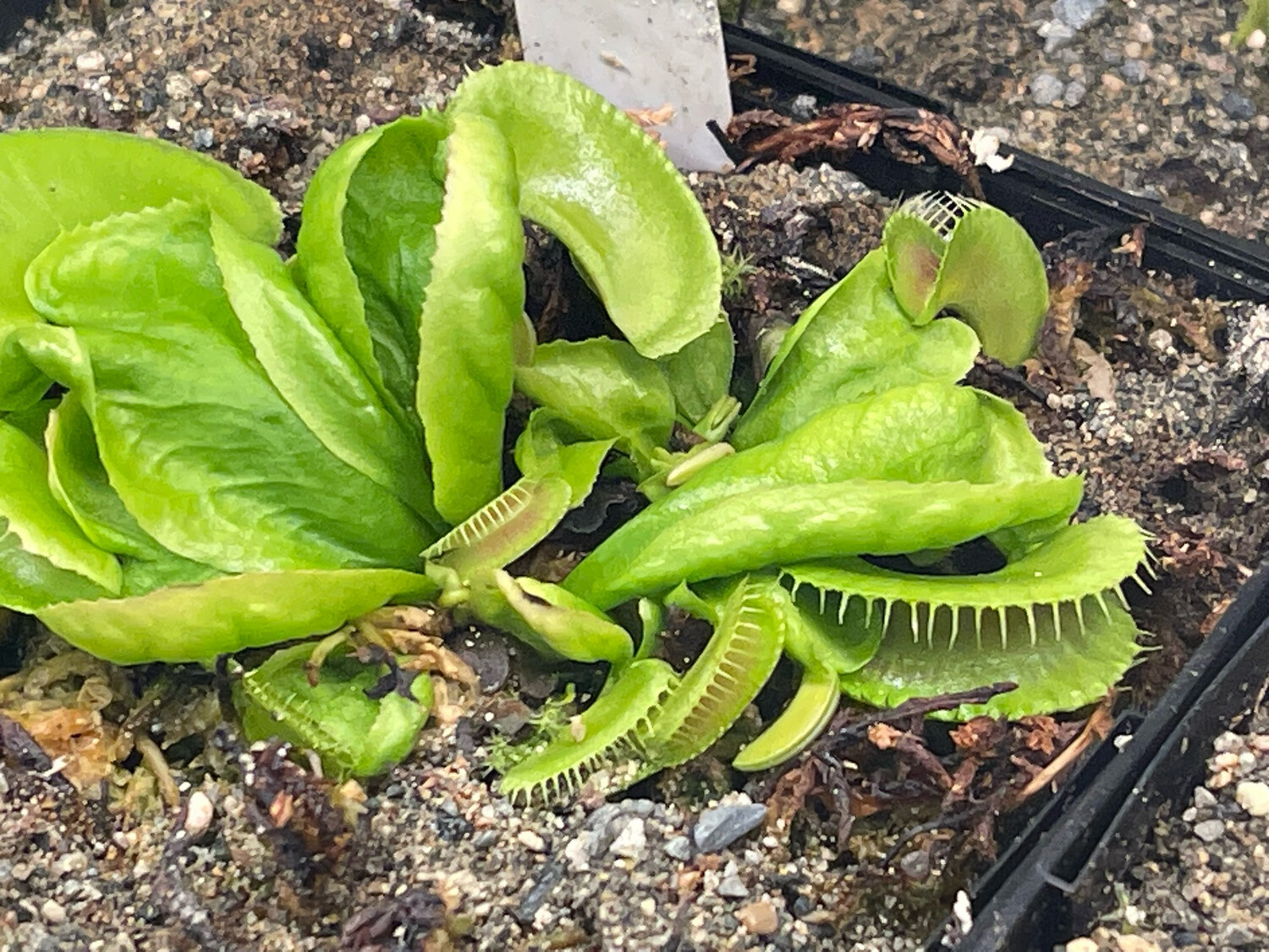 Dionaea muscipula ‘Jaws Smiley’ Venus Flytrap (starter Size) 