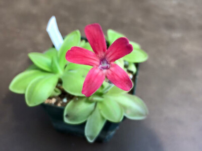 Pinguicula laueana x cyclosecta (small) 