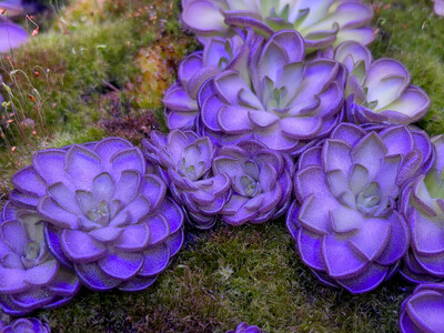 Pinguicula laueana x cyclosecta (small) 