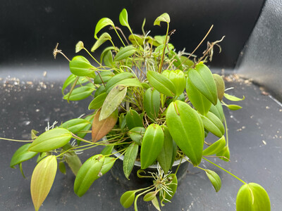 Pleurothallis tridentata “Marsh Hollow Nymph” Orchid