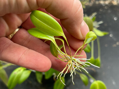 Pleurothallis tridentata “Marsh Hollow Nymph” Orchid