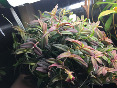 Epidendrum Porpax Orchid