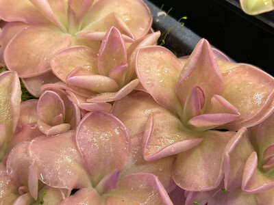 Pinguicula moranensis ‘A’